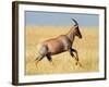 Topi (Damaliscus Lunatus) Running in Field, Serengeti National Park, Tanzania-null-Framed Photographic Print