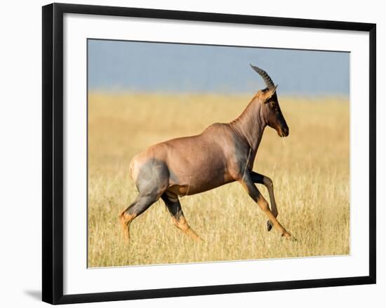 Topi (Damaliscus Lunatus) Running in Field, Serengeti National Park, Tanzania-null-Framed Photographic Print