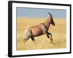 Topi (Damaliscus Lunatus) Running in Field, Serengeti National Park, Tanzania-null-Framed Photographic Print