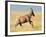 Topi (Damaliscus Lunatus) Running in Field, Serengeti National Park, Tanzania-null-Framed Photographic Print