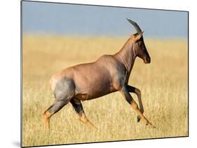 Topi (Damaliscus Lunatus) Running in Field, Serengeti National Park, Tanzania-null-Mounted Photographic Print