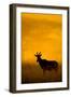 Topi (Damaliscus Lunatus) Standing in Forest, Serengeti National Park, Tanzania-null-Framed Photographic Print