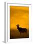 Topi (Damaliscus Lunatus) Standing in Forest, Serengeti National Park, Tanzania-null-Framed Photographic Print