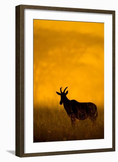 Topi (Damaliscus Lunatus) Standing in Forest, Serengeti National Park, Tanzania-null-Framed Photographic Print