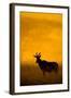 Topi (Damaliscus Lunatus) Standing in Forest, Serengeti National Park, Tanzania-null-Framed Photographic Print