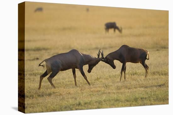 Topi Fight-Joe McDonald-Stretched Canvas