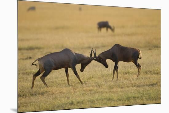 Topi Fight-Joe McDonald-Mounted Premium Photographic Print