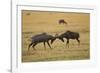 Topi Fight-Joe McDonald-Framed Photographic Print