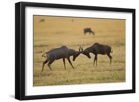 Topi Fight-Joe McDonald-Framed Photographic Print