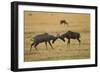 Topi Fight-Joe McDonald-Framed Photographic Print