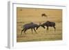 Topi Fight-Joe McDonald-Framed Photographic Print