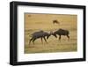 Topi Fight-Joe McDonald-Framed Photographic Print