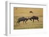 Topi Fight-Joe McDonald-Framed Photographic Print