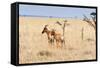 Topi, Maasai Mara National Reserve, Kenya-Nico Tondini-Framed Stretched Canvas