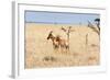 Topi, Maasai Mara National Reserve, Kenya-Nico Tondini-Framed Photographic Print