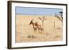 Topi, Maasai Mara National Reserve, Kenya-Nico Tondini-Framed Photographic Print