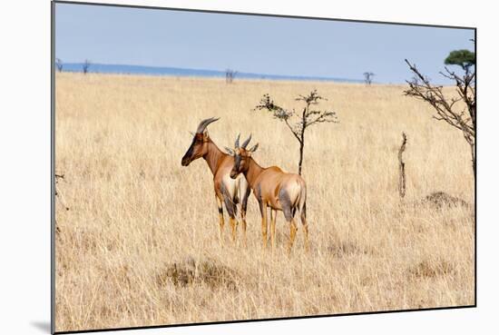 Topi, Maasai Mara National Reserve, Kenya-Nico Tondini-Mounted Photographic Print