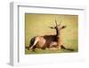 Topi, Masai Mara, Kenya, East Africa, Africa-Karen Deakin-Framed Photographic Print