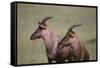 Topi on the Savanna-DLILLC-Framed Stretched Canvas