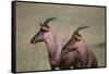 Topi on the Savanna-DLILLC-Framed Stretched Canvas