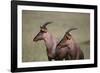 Topi on the Savanna-DLILLC-Framed Photographic Print