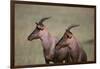 Topi on the Savanna-DLILLC-Framed Photographic Print