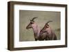 Topi on the Savanna-DLILLC-Framed Photographic Print