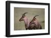 Topi on the Savanna-DLILLC-Framed Photographic Print