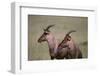 Topi on the Savanna-DLILLC-Framed Photographic Print