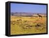 Topi Overlooking Landscape, Kenya-Joe Restuccia III-Framed Stretched Canvas