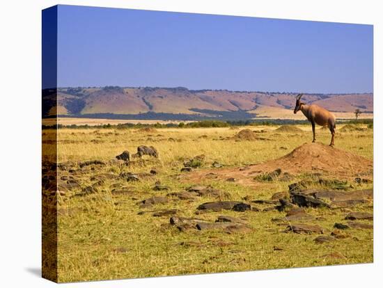 Topi Overlooking Landscape, Kenya-Joe Restuccia III-Stretched Canvas