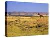 Topi Overlooking Landscape, Kenya-Joe Restuccia III-Stretched Canvas