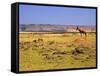 Topi Overlooking Landscape, Kenya-Joe Restuccia III-Framed Stretched Canvas