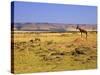 Topi Overlooking Landscape, Kenya-Joe Restuccia III-Stretched Canvas