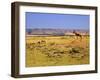 Topi Overlooking Landscape, Kenya-Joe Restuccia III-Framed Photographic Print