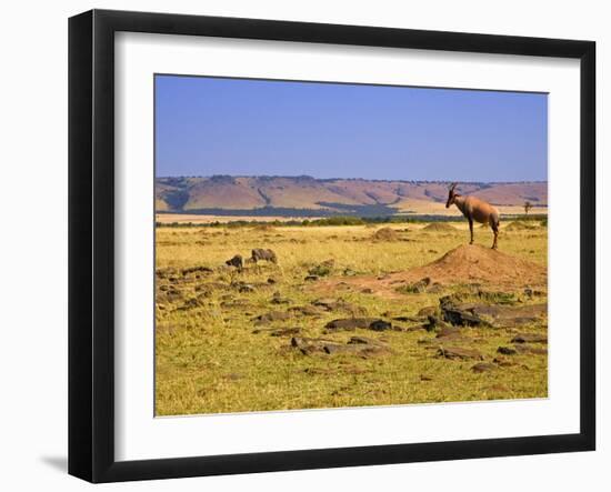 Topi Overlooking Landscape, Kenya-Joe Restuccia III-Framed Photographic Print