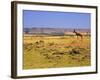 Topi Overlooking Landscape, Kenya-Joe Restuccia III-Framed Photographic Print