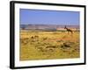 Topi Overlooking Landscape, Kenya-Joe Restuccia III-Framed Photographic Print