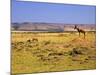 Topi Overlooking Landscape, Kenya-Joe Restuccia III-Mounted Photographic Print