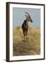 Topi Portrait-Joe McDonald-Framed Photographic Print