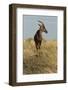 Topi Portrait-Joe McDonald-Framed Photographic Print