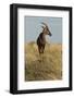 Topi Portrait-Joe McDonald-Framed Photographic Print