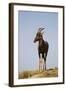 Topi Portrait-Joe McDonald-Framed Photographic Print