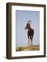 Topi Portrait-Joe McDonald-Framed Photographic Print