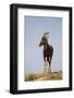 Topi Portrait-Joe McDonald-Framed Photographic Print