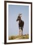 Topi Portrait-Joe McDonald-Framed Photographic Print