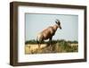 Topi Standing in the Grasslands of the Masai Mara Reserve (Kenya)-Paul Banton-Framed Photographic Print