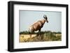 Topi Standing in the Grasslands of the Masai Mara Reserve (Kenya)-Paul Banton-Framed Photographic Print