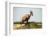 Topi Standing in the Grasslands of the Masai Mara Reserve (Kenya)-Paul Banton-Framed Photographic Print