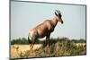 Topi Standing in the Grasslands of the Masai Mara Reserve (Kenya)-Paul Banton-Mounted Photographic Print